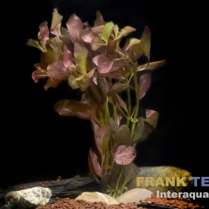 Heißes Angebot Tiefrote Ludwigie, Ludwigia peruensis, Bund